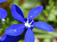 Gentiana bavarica 15, Saxifraga-Sonja Bouwman  Beierse gentiaan - Gentiana bavarica - Gentianaceae familie; Grote St Bernard pas, Alp Trider (Zw)