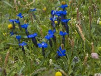 Gentiana bavarica 2, Saxifraga-Willem van Kruijsbergen