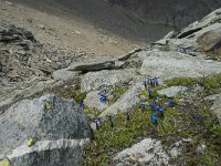 Gentiana bavarica 4, Saxifraga-Willem van Kruijsbergen