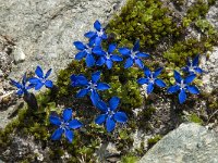 Gentiana bavarica 5, Saxifraga-Willem van Kruijsbergen