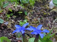 Gentiana bavarica 7, Saxifraga-Jeroen Willemsen