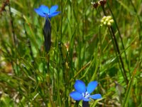 Gentiana bavarica 8, Saxifraga-Ed Stikvoort