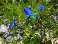 Gentiana bavarica 9, Saxifraga-Ed Stikvoort