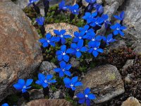 Gentiana bavarica ssp imbricata 13, Saxifraga-Harry Jans