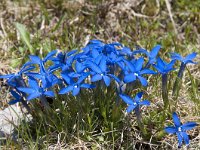 Gentiana brachyphylla 11, Saxifraga-Luuk Vermeer