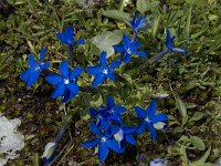 Gentiana brachyphylla 2, Saxifraga-Willem van Kruijsbergen