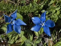 Gentiana brachyphylla 3, Saxifraga-Willem van Kruijsbergen