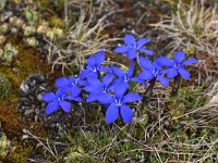 Gentiana brachyphylla 7, Saxifraga-Harry Jans