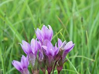 Gentiana campestris 4, Veldgentiaan, Saxifraga-Jeroen Willemsen