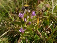 Gentiana campestris 5, Veldgentiaan, Saxifraga-Jelle van Dijk