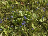 Gentiana ciliata 3, Franjegentiaan, Saxifraga-Jan van der Straaten