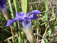 Gentiana ciliata 4, Franjegentiaan, Saxifraga-Jan Willem Jongepier