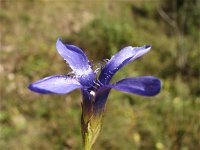 Gentiana ciliata 5, Franjegentiaan, Saxifraga-Jasenka Topic