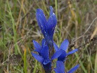 Gentiana ciliata 6, Franjegentiaan, Saxifraga-Willem van Kruijsbergen