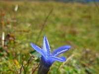 Gentiana ciliata 7, Franjegentiaan, Saxifraga-Ed Stikvoort