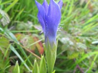 Gentiana ciliata 8, Franjegentiaan, Saxifraga-Rutger Barendse