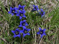 Gentiana clusii 10, Saxifraga-Harry Jans