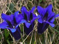 Gentiana clusii 11, Saxifraga-Harry Jans