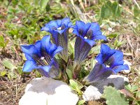 Gentiana clusii 16, Saxifraga-Luuk Vermeer