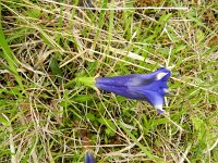 Gentiana clusii 3, Saxifraga-Rutger Barendse