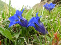 Gentiana clusii 4, Saxifraga-Rutger Barendse