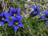 Gentiana clusii 9, Saxifraga-Harry Jans