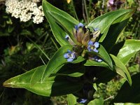 Gentiana cruciata 13, Kruisbladgentiaan, Saxifraga-Jasenka Topic