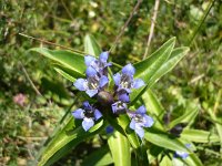 Gentiana cruciata 14, Kruisbladgentiaan, Saxifraga-Jasenka Topic