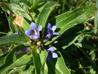 Gentiana cruciata 15, Kruisbladgentiaan, Saxifraga-Jasenka Topic