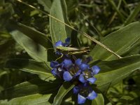 Gentiana cruciata 19, Kruisbladgentiaan, Saxifraga-Jan van der Straaten