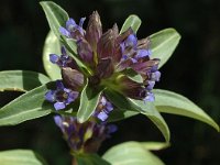 Gentiana cruciata 2, Kruisbladgentiaan, Saxifraga-Jan van der Straaten