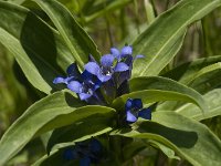 Gentiana cruciata 20, Kruisbladgentiaan, Saxifraga-Willem van Kruijsbergen