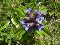 Gentiana cruciata 21, Kruisbladgentiaan, Saxifraga-Jasenka Topic