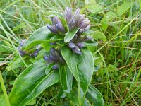 Gentiana cruciata 26, Kruisbladgentiaan, Saxifraga-Rutger Barendse