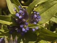 Gentiana cruciata 3, Kruisbladgentiaan, Saxifraga-Jan van der Straaten