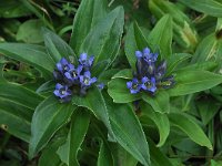 Gentiana cruciata 30, Kruisbladgentiaan, Saxifraga-Harry Jans