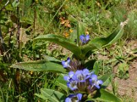 Gentiana cruciata 37, Kruisbladgentiaan, Saxifraga-Ed Stikvoort