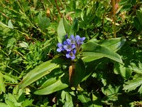 Gentiana cruciata 44, Kruisbladgentiaan, Saxifraga-Ed Stikvoort