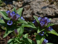 Gentiana cruciata 5, Kruisbladgentiaan, Saxifraga-Willem van Kruijsbergen