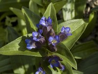 Gentiana cruciata 7, Kruisbladgentiaan, Saxifraga-Willem van Kruijsbergen