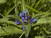 Gentiana cruciata 8, Kruisbladgentiaan, Saxifraga-Marijke Verhagen