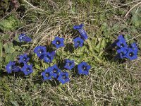 Gentiana kochiana 3, Saxifraga-Willem van Kruijsbergen