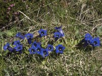 Gentiana kochiana 4, Saxifraga-Willem van Kruijsbergen