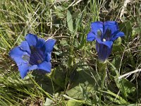 Gentiana kochiana 7, Saxifraga-Willem van Kruijsbergen