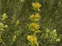 Gentiana lutea 11, Saxifraga-Jan van der Straaten