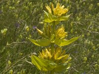 Gentiana lutea 12, Saxifraga-Jan van der Straaten