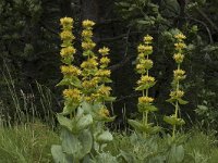 Gentiana lutea 16, Saxifraga-Jan van der Straaten