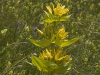 Gentiana lutea 17, Saxifraga-Jan van der Straaten