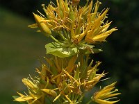 Gentiana lutea 18, Saxifraga-Jan van der Straaten