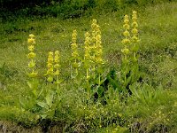 Gentiana lutea 20, Saxifraga-Willem van Kruijsbergen